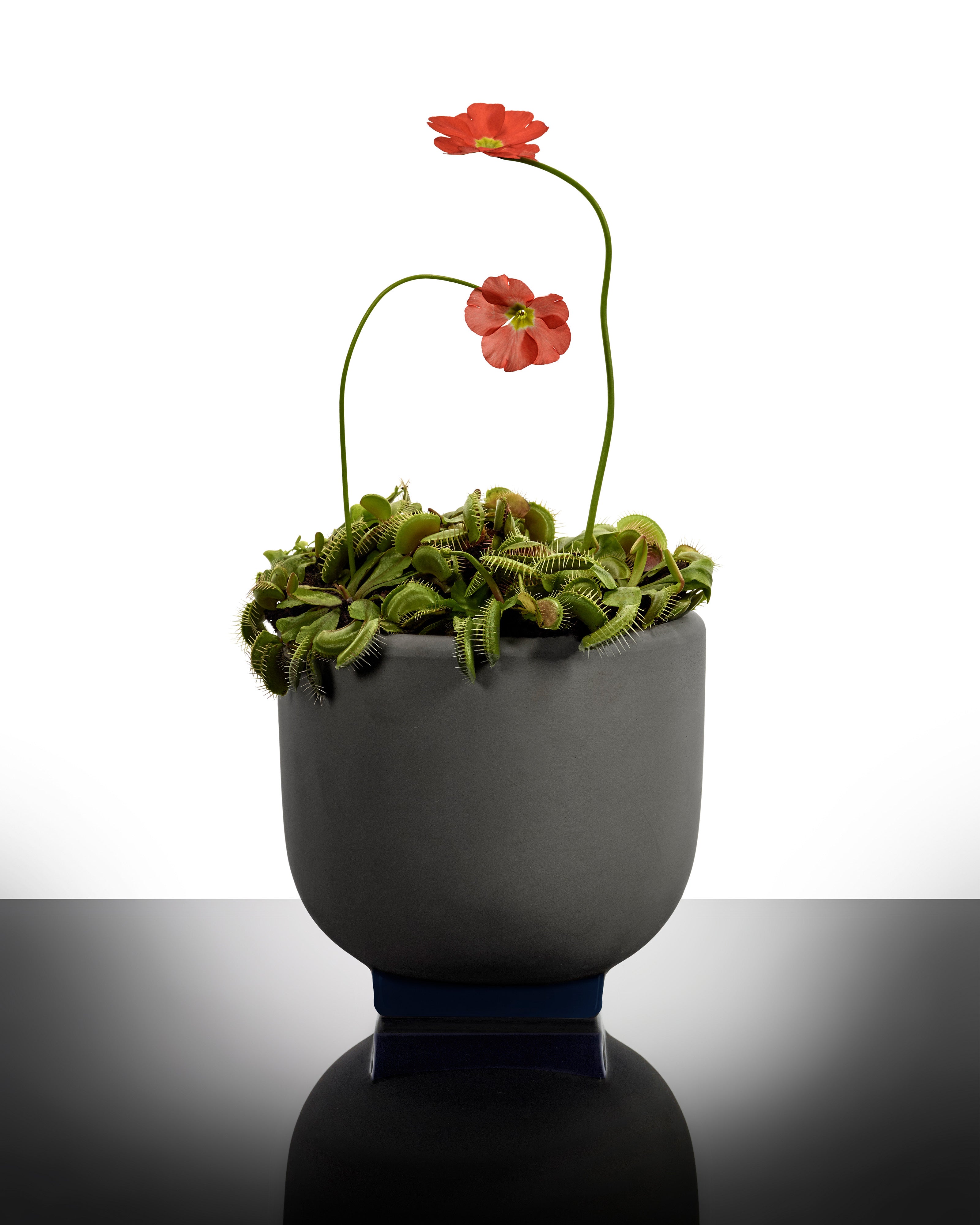 Serax Rosamar Flower pot 01 květináč tmavě modrý