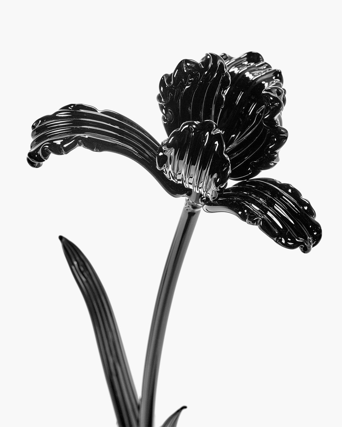 Serax Josephine skleněná květina Tulip černá